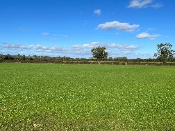 Multispecies swards and red clover