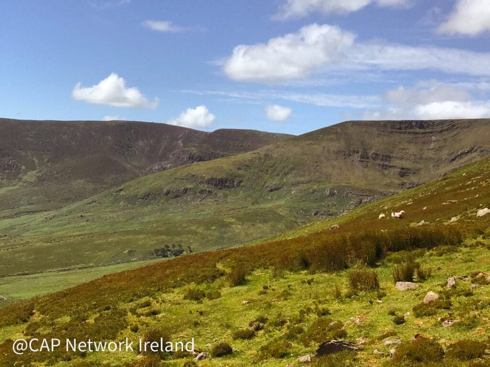 Sheep Improvement Schemes